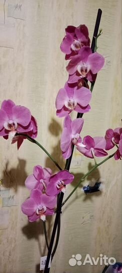 Орхидея фаленопсис Кобрион