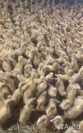 Утята,циплята,индюшата,гусята