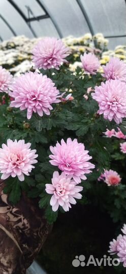 Живые цветы в горшках