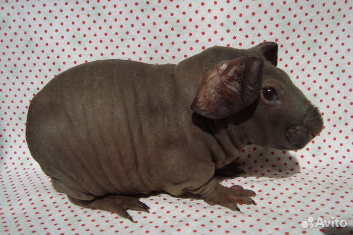 Морские свинки скинни