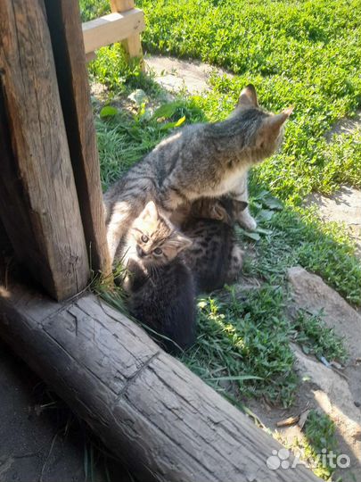 Отдаем в добрые руки кошку и кошечку