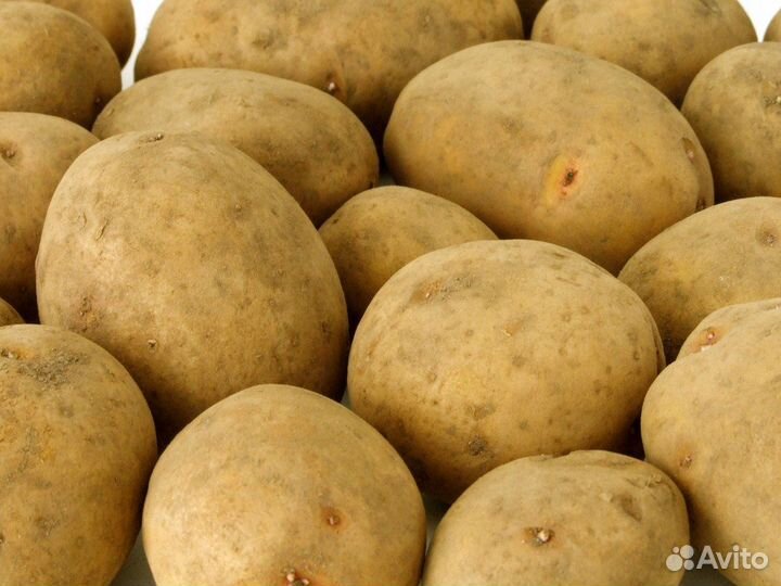 Семенной картофель гала