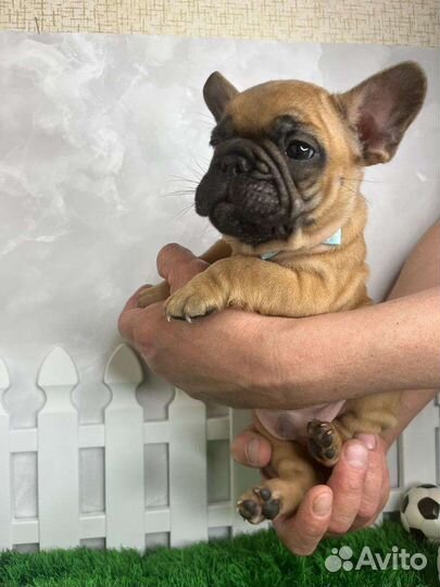 Французский бульдог