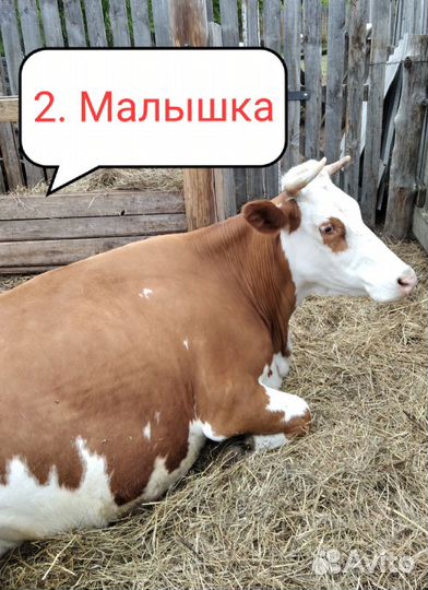 Коровы, телка и телочка в городе Канске