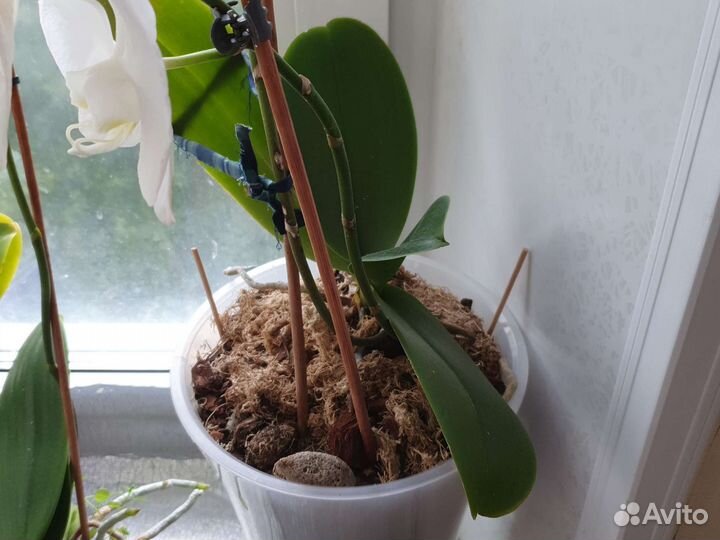 Дендробиум