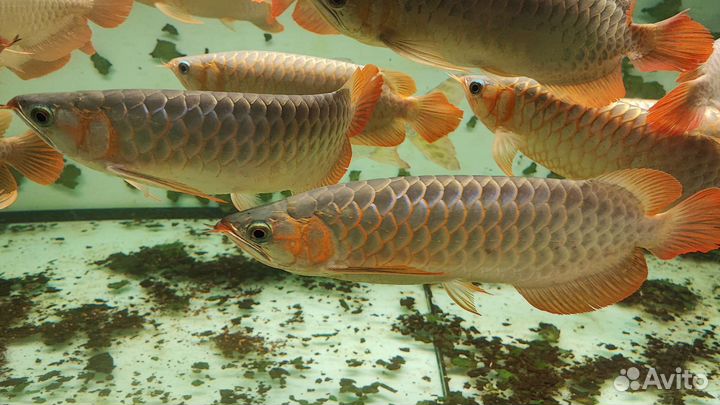 Арована супер ред 35-40см