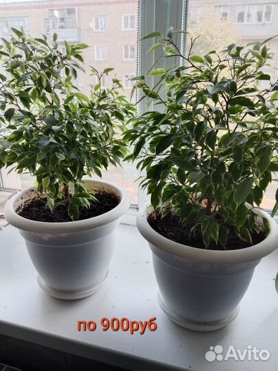 Фикус Бенджамина