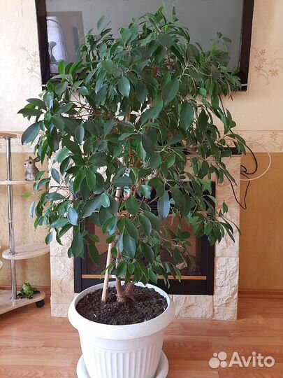 Фикус Бенджамина