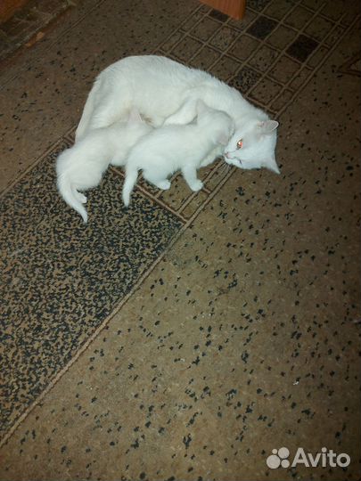 Котёнок девочка 1.5 мес турецкий ван