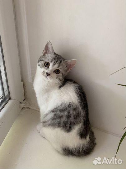 Кошки породистые