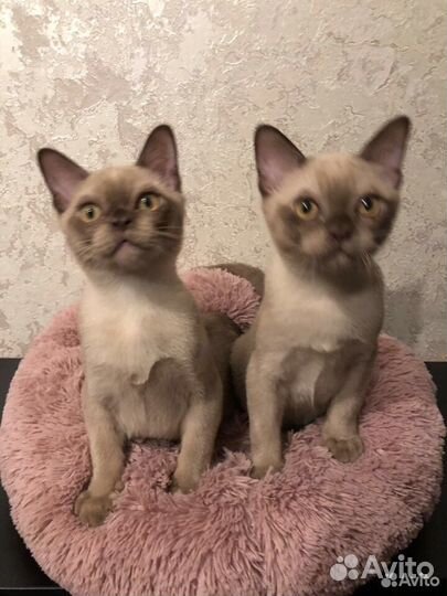 Котята Американской бурмы летние цены