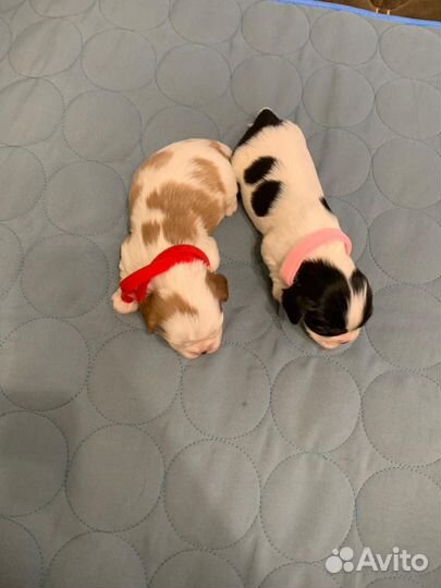 Кавалер Кинг Чарльз Спаниэль