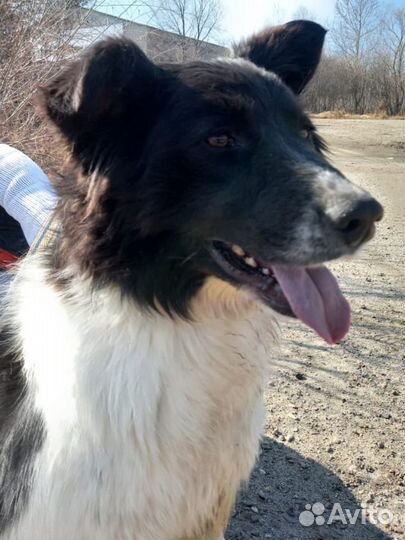 Собака в добрые руки