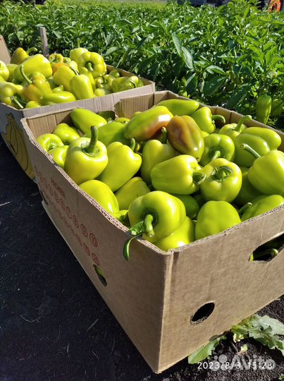 Перец домашний