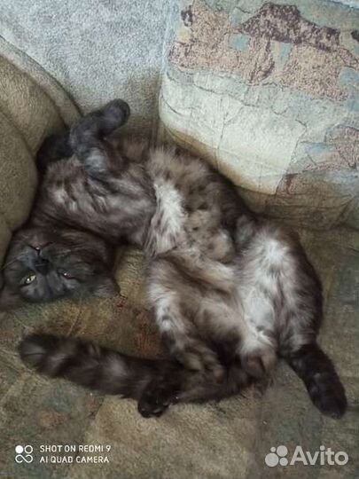 Кошки бесплатно