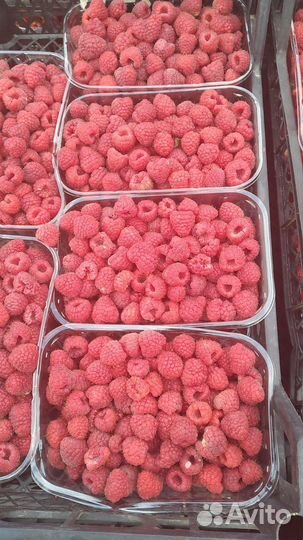 Саженцы ремонтантной малина