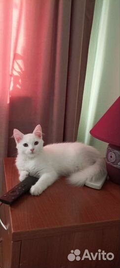 Отдам в добрые руки котенка