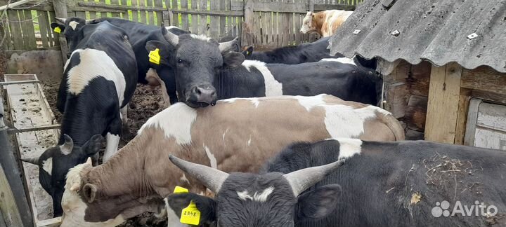 Быки живым весом