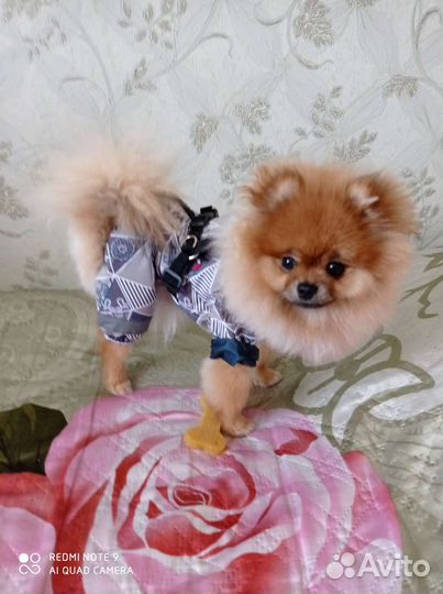 Дождевик для маленькой собачки