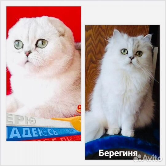 Шотландские котята