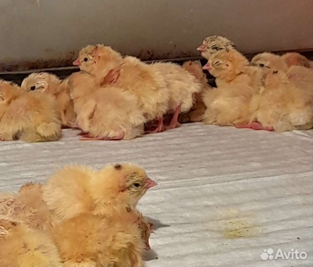 Перепела суточные вывод 28.04