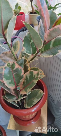 Фикус тинеке