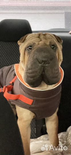 Шарпей на вязку