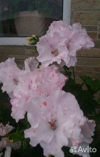 Пеларгония герань