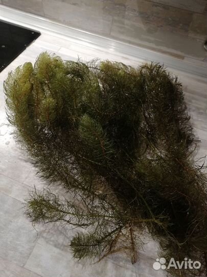 Аквариумные растения