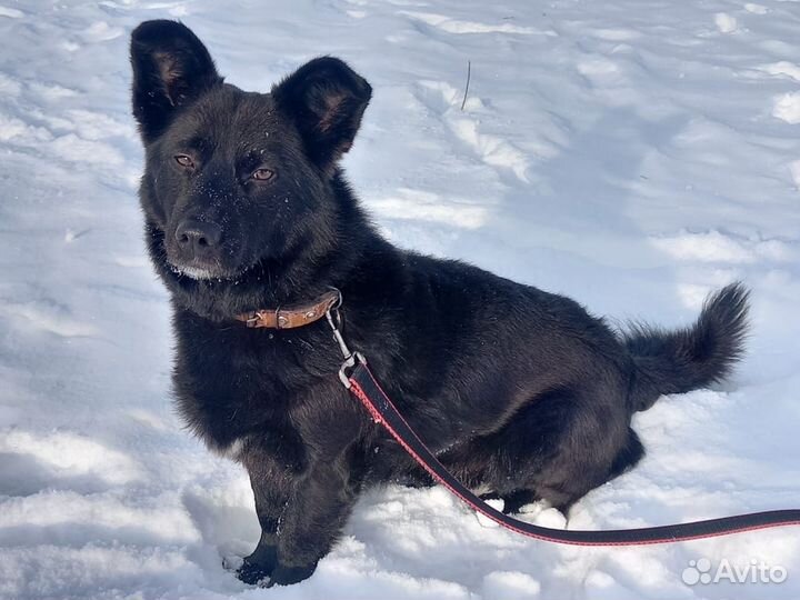 Не большой пёсик ищет дом