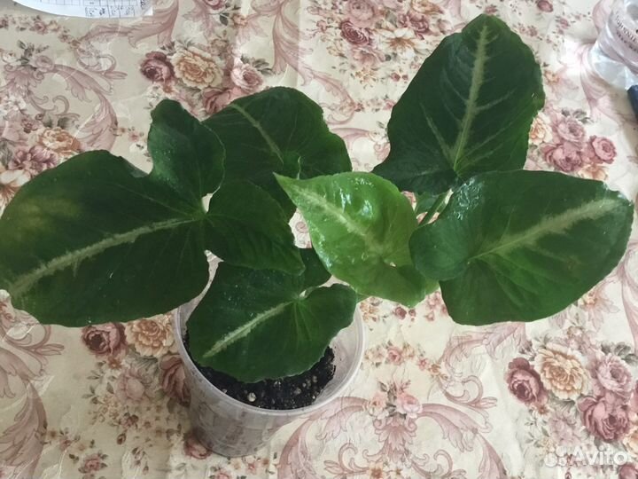 Сингониумы