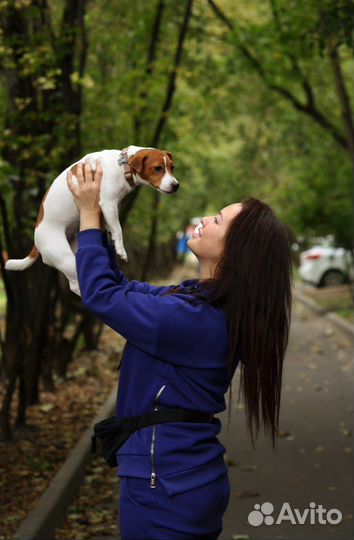 Кинолог. Дрессировка собак
