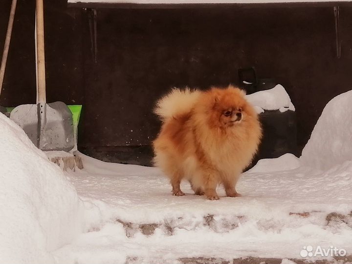 Померанский шпиц
