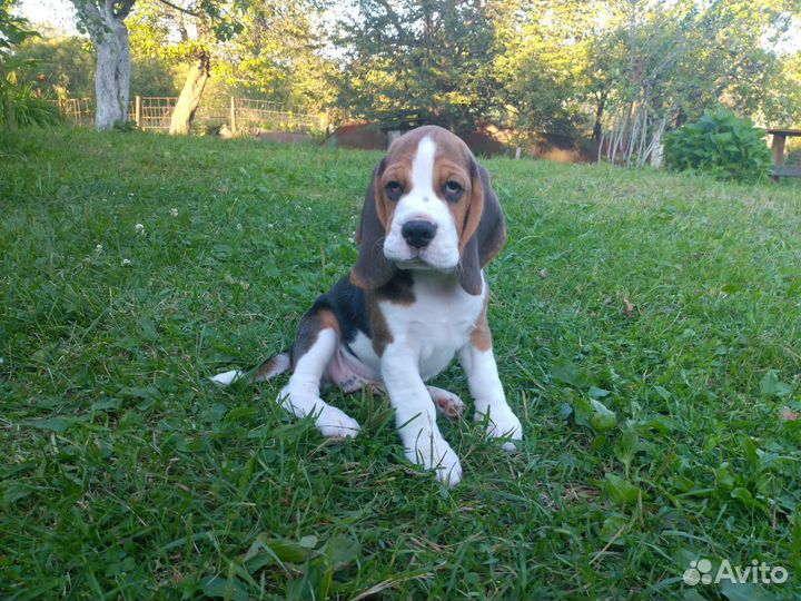 Щеночки бигль