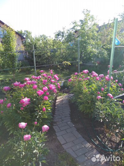 Продам пионы, растение