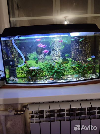 Аквариум