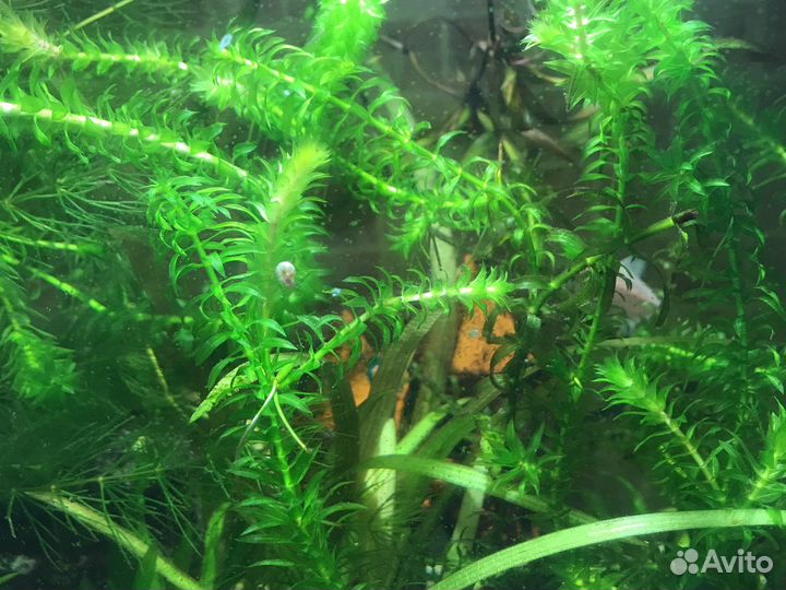 Сомики, улитки, растения