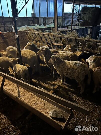 Овцы ягнята