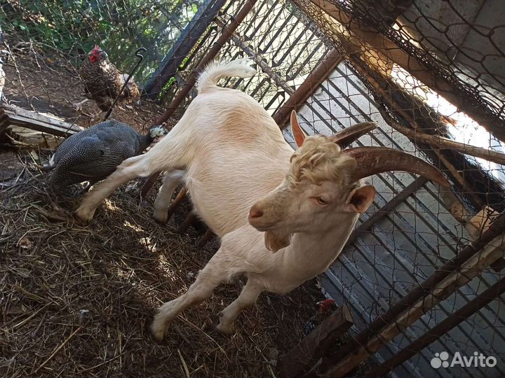 Альпийские козлята