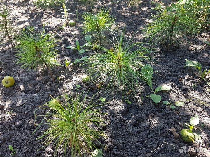 Кедр сибирский саженцы