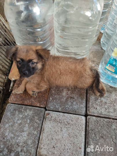 Собачка в добрые руки