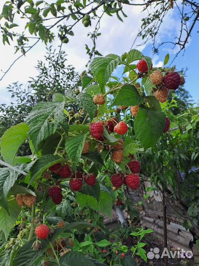 Продам саженцы малины
