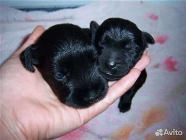 Детки большой любви