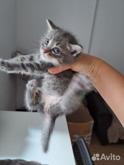 Милый котенок