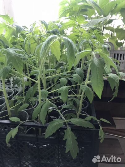 Рассада помидор, баклажан,перцев