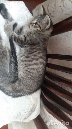 Сестричке и братику нужен дом