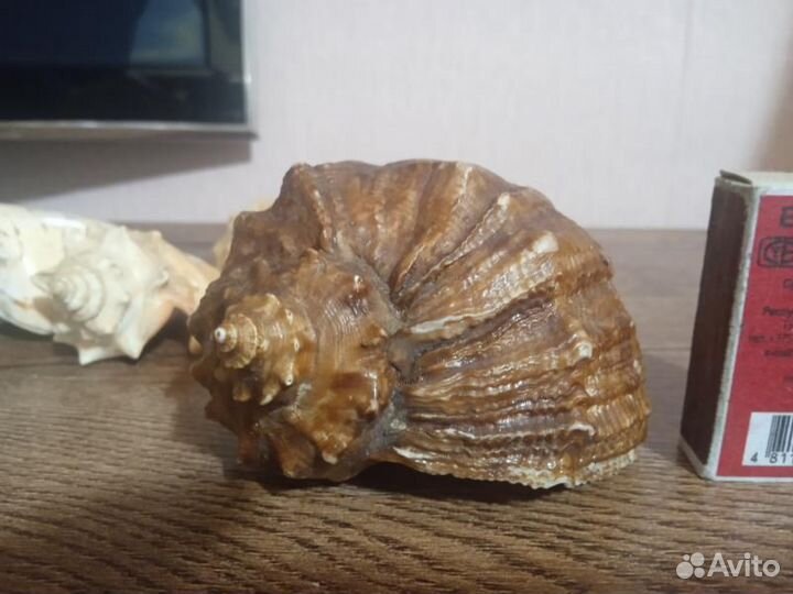 Ракушки морские 8 шт