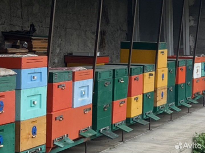 Продам пчелосемьи