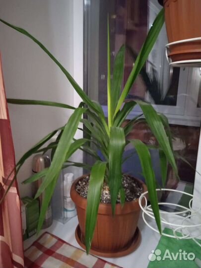 Пальма юкка