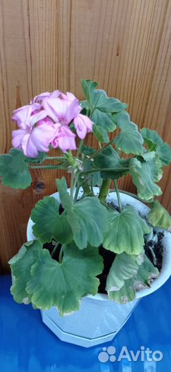 Герань сортовая